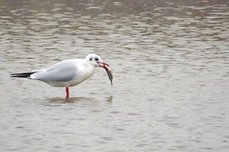 打造鳥類天堂 雲林推生態給付