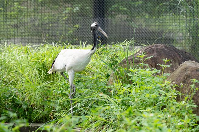 台北市立動物園為動物準備消暑妙招，丹頂鶴活動場有噴霧系統，讓環境維持較舒適的溫度。（台北市立動物園提供／張珈瑄台北傳真）