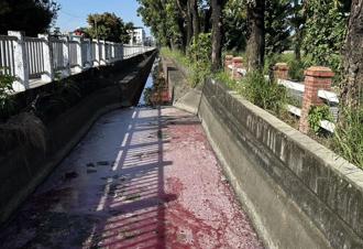 高雄大寮灌溉溝渠遭染紅、死魚飄惡臭 原因曝光遭質疑
