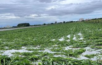 高雄豪雨農損破億 第3波救助4作物入列 即日起受理申請 
