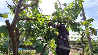 颱風楊柳來勢洶洶 台東農作防颱攻略一次看