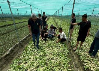 菜价狂飙！叶菜类每公斤涨破百元 果菜公司曝价格回稳时机