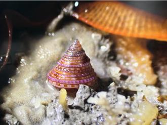 金門《潮間的凝視》攝影展 洪清漳用鏡頭喚醒生態保育意識