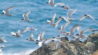 10年前紅燕鷗繫放鳥 停歇花嶼