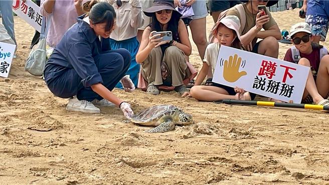 今年4月民眾在大武崙海灘發現這隻被海廢漁網纏繞的綠蠵龜「蛤仔」，經過3個多月的細心照顧及治療，基隆市產發處與中華鯨豚協會日前成功野放，只見「蛤仔」一步三回頭，似乎戀戀不舍。（基隆市政府提供／張志康基隆傳真）