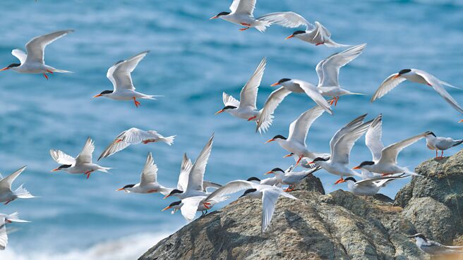 一直不曾記錄到燕鷗繁殖棲息的澎湖花嶼，今年7月底聚集逾300隻紅燕鷗，讓以往只有在海上看燕鷗的花嶼居民，今年在島上也可看到。（黃國揚提供／許逸民澎湖傳真）