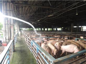 缺豬危機擴大！宜蘭豬肉攤本周「周休四日」