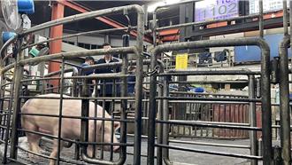 豬肉價失控！再休市1天穩價格 雲林肉品市場：效果有限