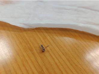 屈公病恐大流行？疾管署急澄清：不会人传人