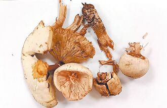 雨後長菇別亂採 誤食恐致命