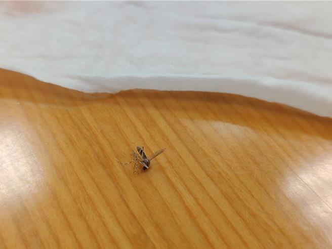 疾管署說明，屈公病為病媒蚊傳播之疾病，非人傳人（王家瑜攝）