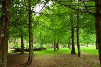 楊柳颱風來襲！武陵、福壽山農場12日「預警性休園」