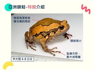 外來種亞洲錦蛙入侵中興新村 擾人清夢還會吃小蛙