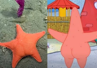 深海直播驚見「派大星」本尊？ 翹臀海星引百萬網友朝聖