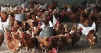 日本酷暑衝擊畜牧業！新瀉逾5千隻蛋雞被熱死