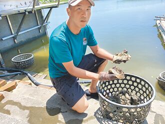北門單體牡蠣 風災後產量回穩