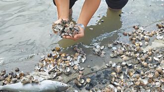 豪雨沖淡鹽分 口湖文蛤暴斃