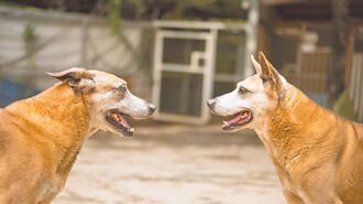 為浪浪加餐 品牌跨界送愛