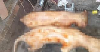 直擊移工出售活體狗肉！小黑脖子有項圈    他見警光腳狂奔