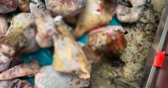 移工抓準同鄉生飲狗血壯陽習慣！另類商機一年豪賺2千萬