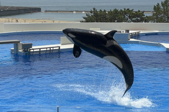 神戶須磨海洋世界人氣爆棚 憑星宇登機證換限定好禮