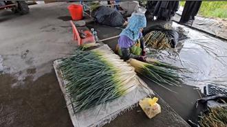 楊柳颱風逼近！三星蔥價半個月三級跳 恐再飆破千元