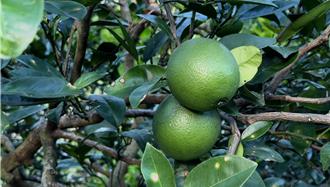 花東果農哭慘！肚臍橙無法搶收 嘆只能聽天由命