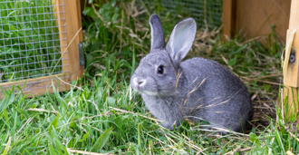时隔4年再爆本土兔热 疾管署示警：潜在生物恐攻武器