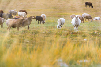 近10年首起！男赴新疆接觸羊馬染布氏桿菌 返台3個月發病