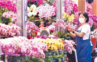 台美關稅影響蝴蝶蘭外銷！農業部祭補貼、冷鏈強化救產業