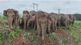 象丁興旺！昔引爆全球關注  雲南野象「短鼻家族」持續壯大