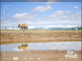 盜獵槍聲已滅    他們依然堅守可可西里藏羚羊「大產房」