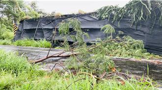 北北基「下班時段風最強」 粉專曝楊柳狂吹17級風：自求多福