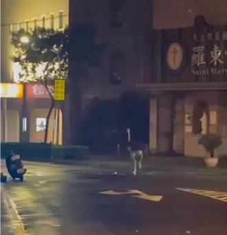 奇景！颱風夜羅東街頭驚見鴕鳥大街上狂奔　警方曝飼主下場