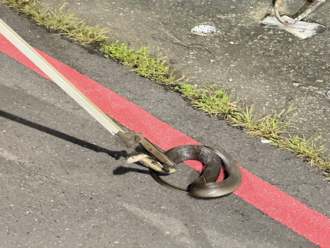 高雄小港80公分眼鏡蛇闖民宅！近2月連抓3隻 民眾心驚膽跳