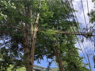 楊柳發威！新北路樹傾倒壓電線 泰山大科路單向通行