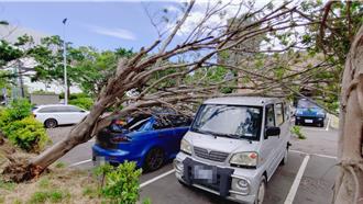楊柳颱風竹南釀災　強風吹倒兩棵大樹壓毀5車