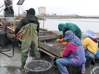 云林酸菜滷水大翻身！变身文蛤液肥 育成率激增3成