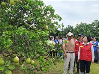 斗六文旦倒數10天採收 楊柳颱風攪局果農憂心