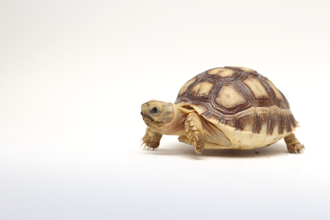 殘忍虐龜直播！台中男拋摔踩壓嗆「我差這點錢嗎？」 恐怖行徑全都錄