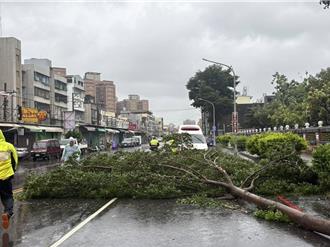 午後楊柳發威高雄起風 母女遭樹壓幸脫困輕傷
