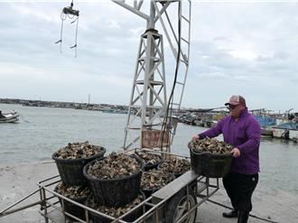 楊柳颱風來襲 雲林漁民趕在港口管制前搶收牡蠣