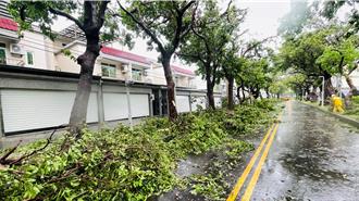 台東綠色隧道災情慘重 楊柳颱風吹倒百年茄苳樹斷交通