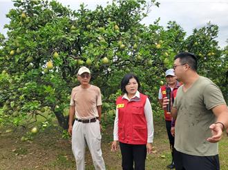 楊柳颱風虛驚一場 雲林文旦農開心迎接採收期