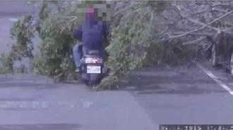 三重路樹颱風強風吹倒　機車騎士遭壓擦傷2轎車受殃及