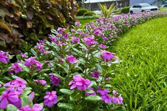 日日春好顏色 彩绘夏日台北街头
