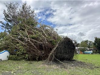不敵楊柳14級強風 台東最美小學老樹遭「連根拔起」