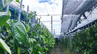 颱風楊柳重創荖葉園 台東農友嘆「網室變透天厝」