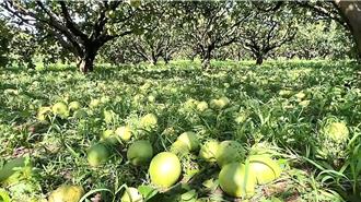 楊柳颱風肆虐台東 文旦柚落果估6成 農嘆「吃土了」