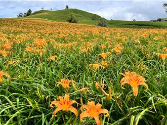 颱風來襲也打不倒！花蓮南區金針花海持續綻放
